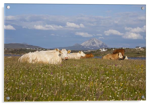 Errigal meadows Acrylic by David McFarland