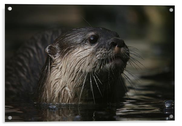 otter Acrylic by ian morris