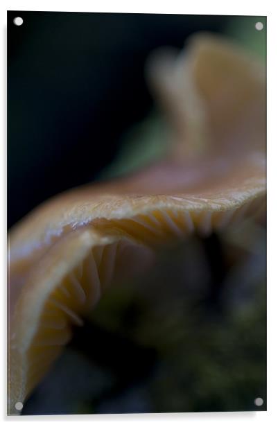 Magic Mushroom Acrylic by Sam Scott
