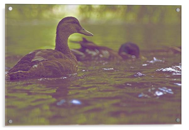 Ducks are Swimming Acrylic by Ian Eve