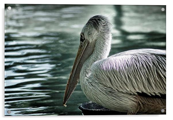 Pelican Acrylic by Ian Eve