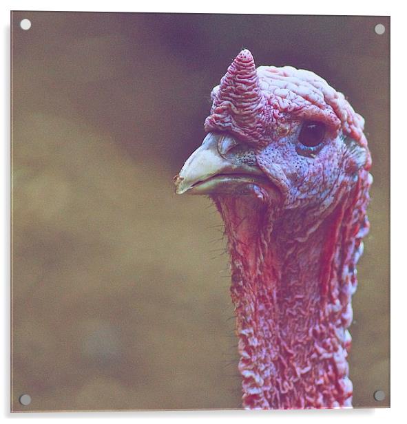 The Sad Turkey Acrylic by Ian Eve
