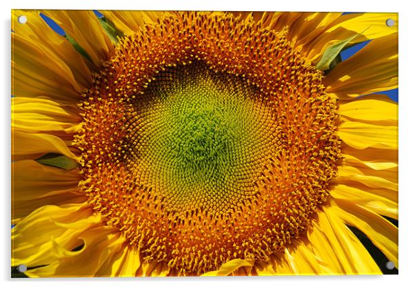 Sunflower closeup  Acrylic by Vishwanath Bhat