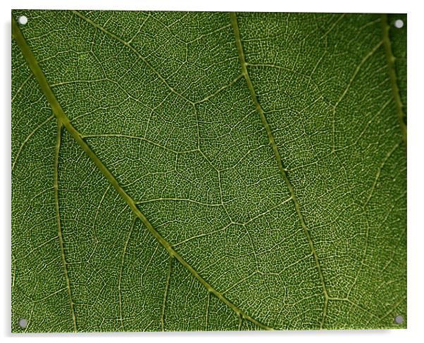 Leaf closeup  Acrylic by Vishwanath Bhat