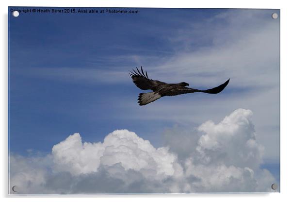  Flying Free as a Bird Acrylic by Heath Birrer