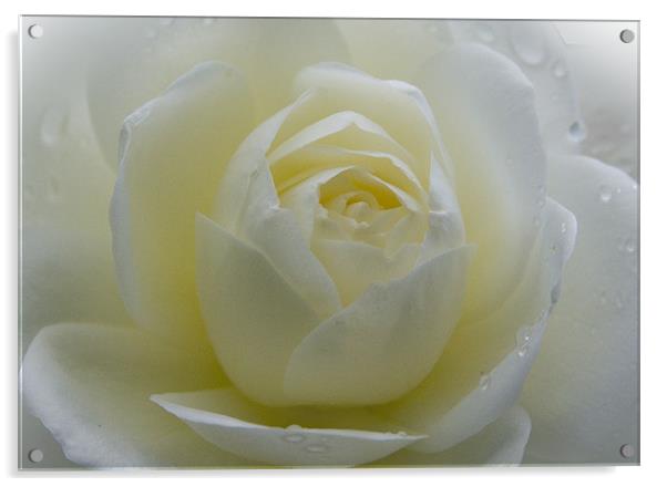 White Rose Acrylic by Brian Roscorla