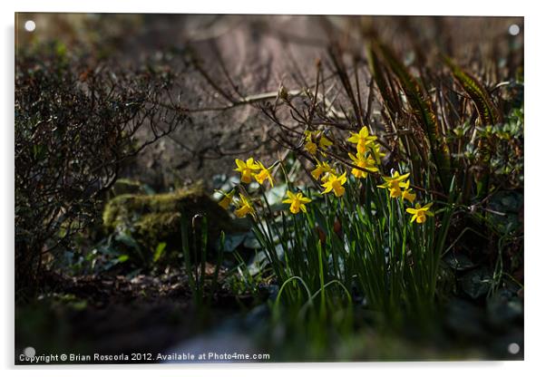 Spring Daffodils Acrylic by Brian Roscorla