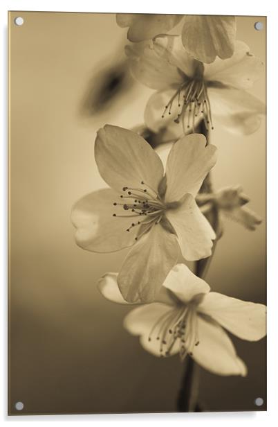 Blossom Acrylic by Brian Roscorla