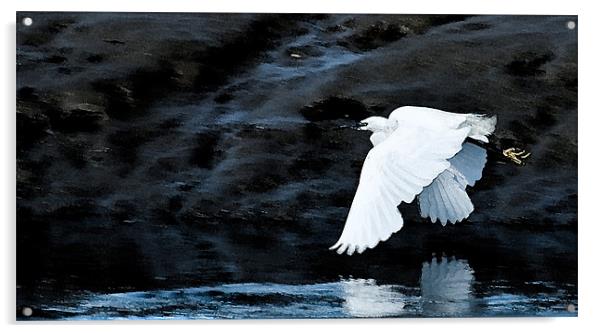 Egret in Flight Acrylic by Brian Roscorla