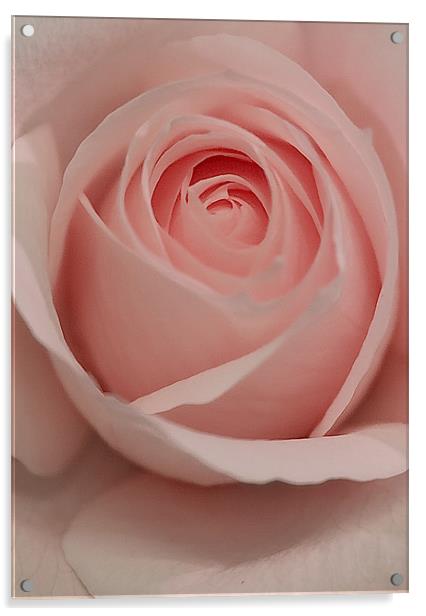 The Pink Rose Acrylic by Brian Roscorla