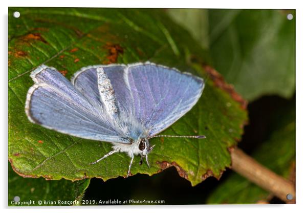 Common Blue Butterfly Acrylic by Brian Roscorla