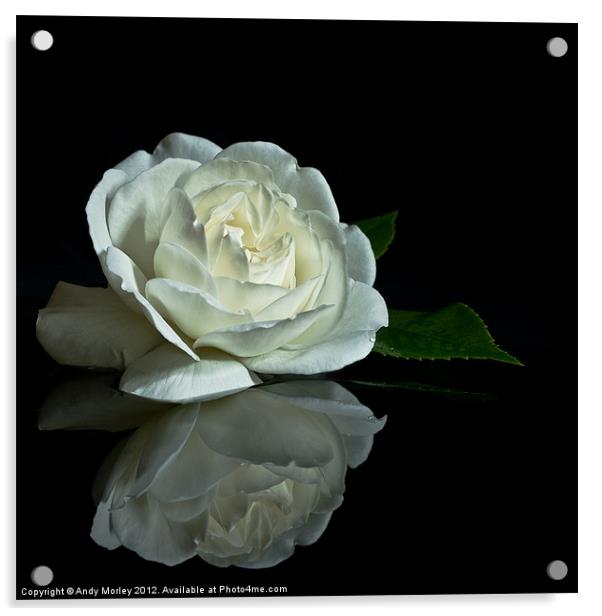 White Rose Reflected Acrylic by Andy Morley