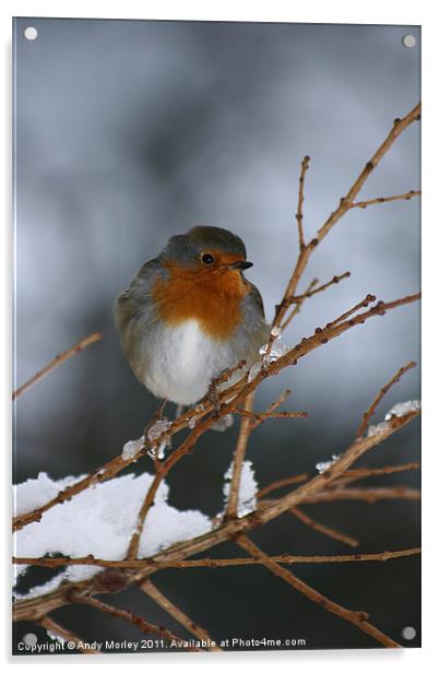 Winter Robin Acrylic by Andy Morley
