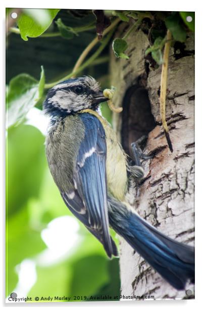 Blue Tit feeding young Acrylic by Andy Morley