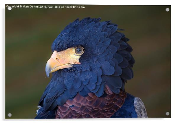  Stunning Bateleur Eagle Acrylic by Mark Gorton