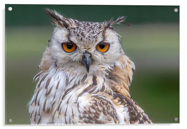  Indian Eagle Owl Acrylic by Mark Gorton