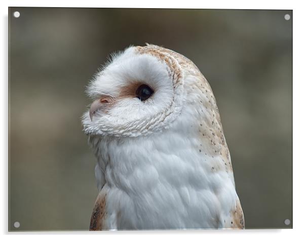 Barn Owl Acrylic by C.C Photography