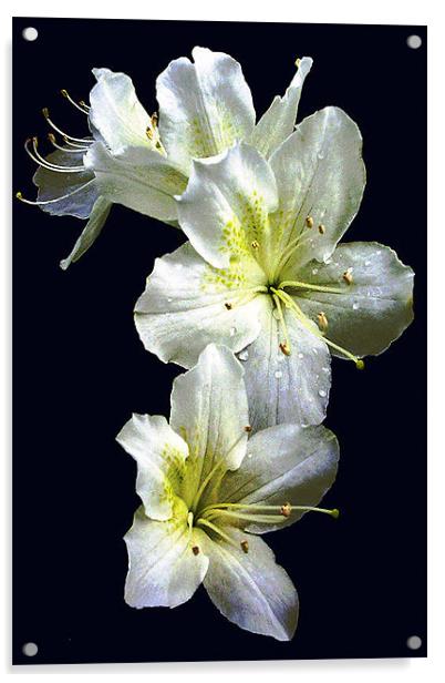 White Azalea Blossoms Acrylic by james balzano, jr.