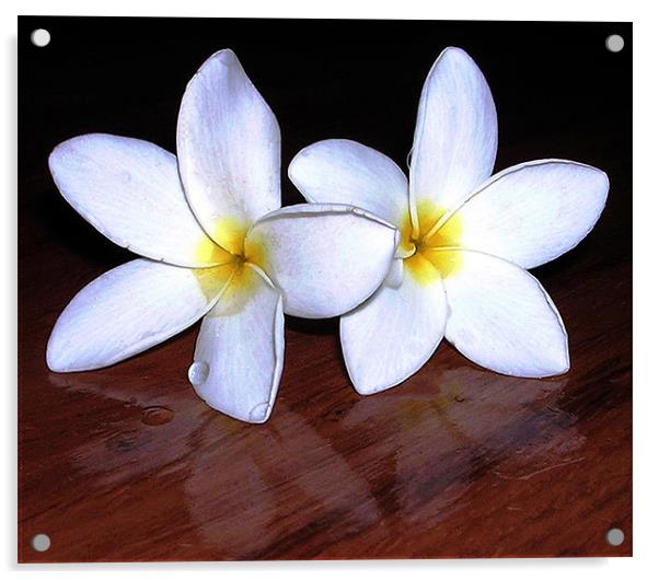 White Tropical Flowers Acrylic by james balzano, jr.