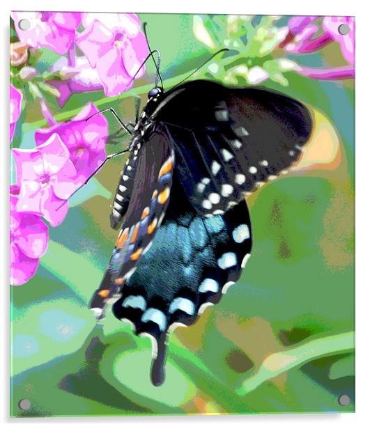 Colorful Butterfly Acrylic by james balzano, jr.