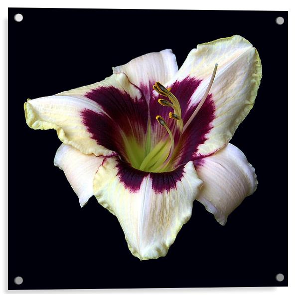 Two Color Lily Acrylic by james balzano, jr.