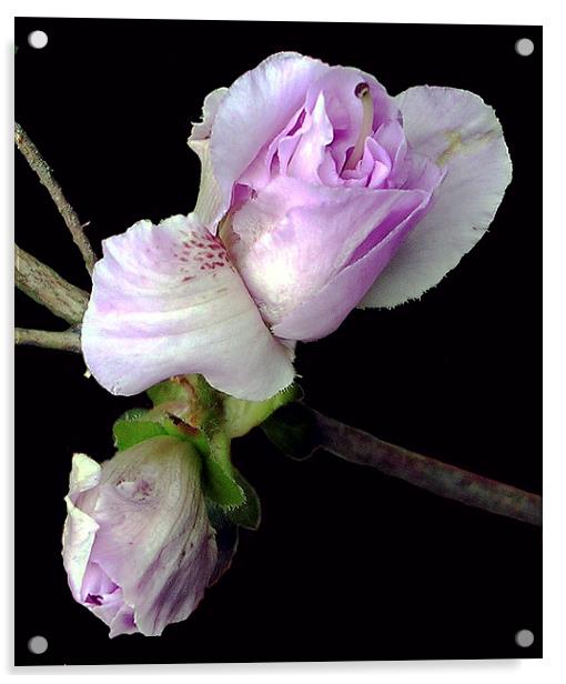 Azalea Blossom Acrylic by james balzano, jr.