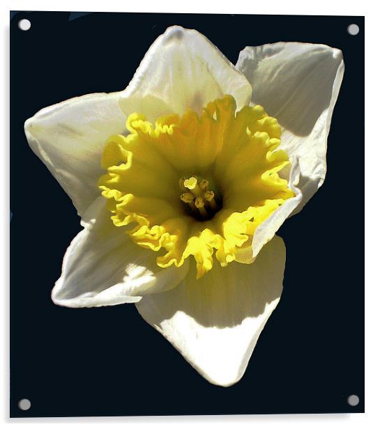 Close Up Daffodil Acrylic by james balzano, jr.