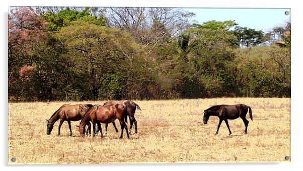 Horses in the Field Acrylic by james balzano, jr.