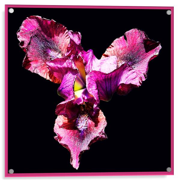 Colordful Japanese Iris Acrylic by james balzano, jr.