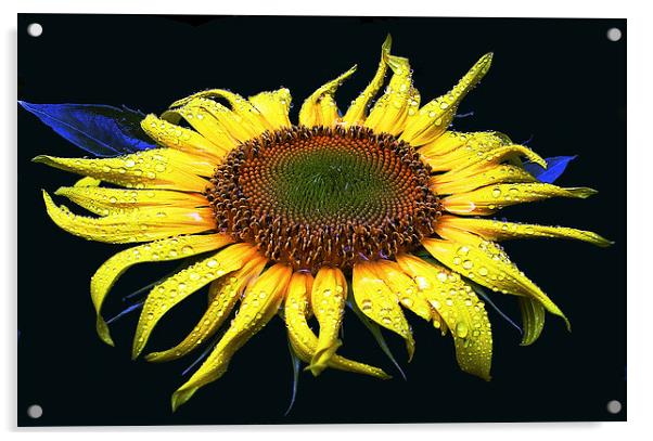 Dew Laden Sunflower Acrylic by james balzano, jr.