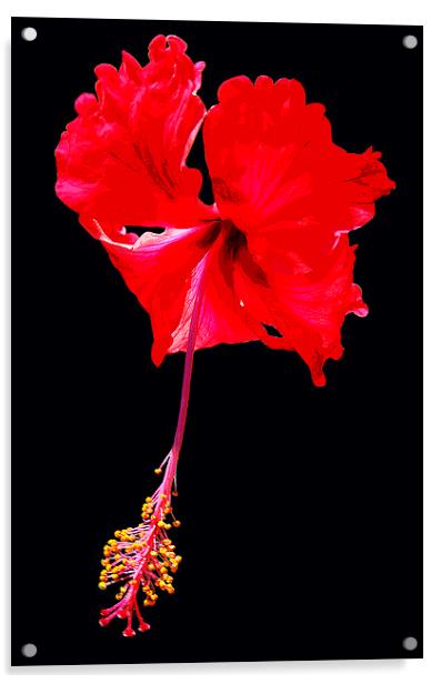 Stiking Hibiscus Acrylic by james balzano, jr.