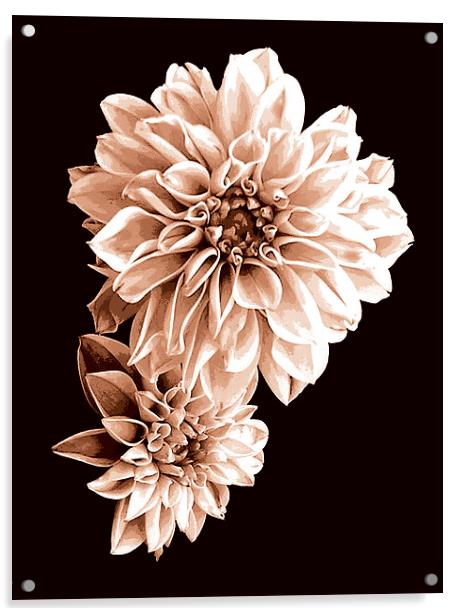 Floral Tritone Acrylic by james balzano, jr.