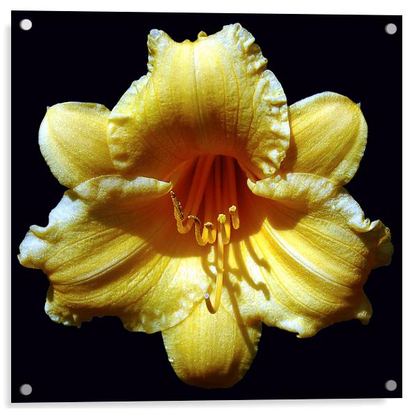The Perfect Lily Acrylic by james balzano, jr.