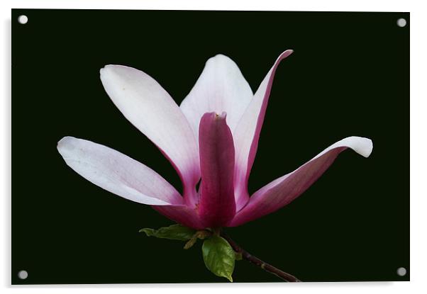 Gorgeous Magnolia Blossom Acrylic by james balzano, jr.