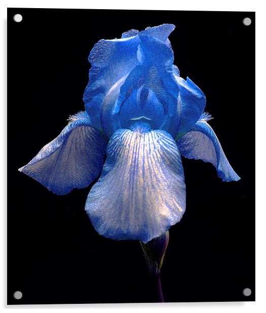 Blue Iris Acrylic by james balzano, jr.