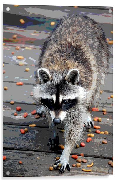 Raccoon Posterised Acrylic by james balzano, jr.