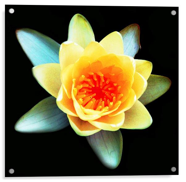 Brilliant Water Lily  Acrylic by james balzano, jr.