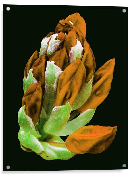 Rare Orange Colored Rhododendron  Acrylic by james balzano, jr.