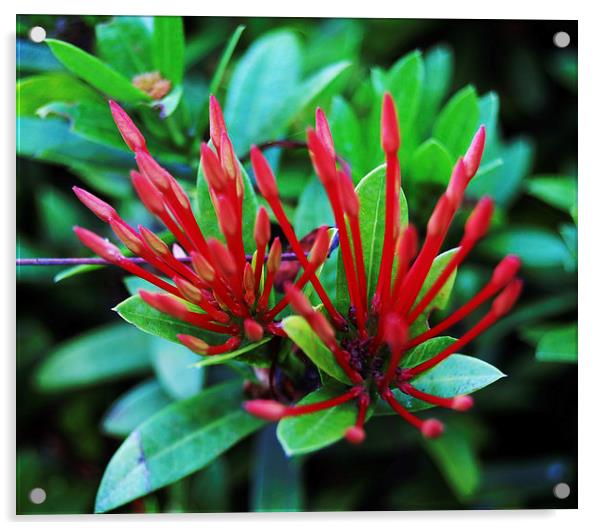 Red Tropical Flower  Acrylic by james balzano, jr.