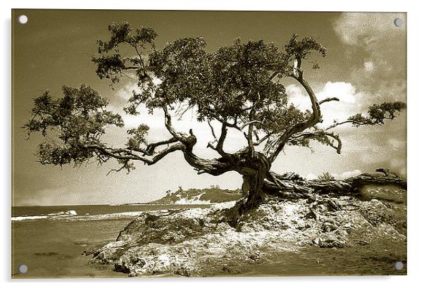  Tree on Beach at Treasure Beach, Jamaica Acrylic by james balzano, jr.