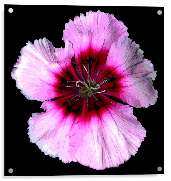 Close up View of Carnation Acrylic by james balzano, jr.