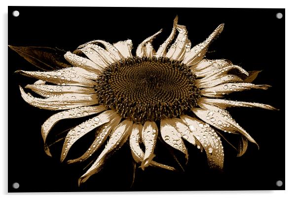  Sunflower Three Toned Image  Acrylic by james balzano, jr.