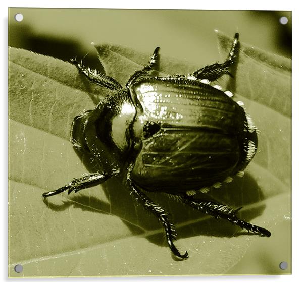  Tri Tone Beetle Acrylic by james balzano, jr.