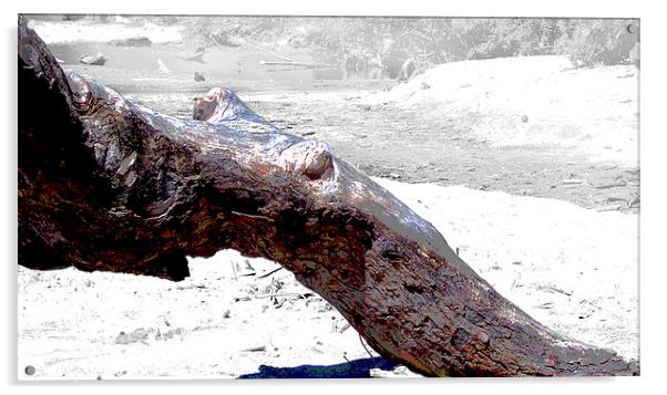 Snarled Tree Limb  Acrylic by james balzano, jr.