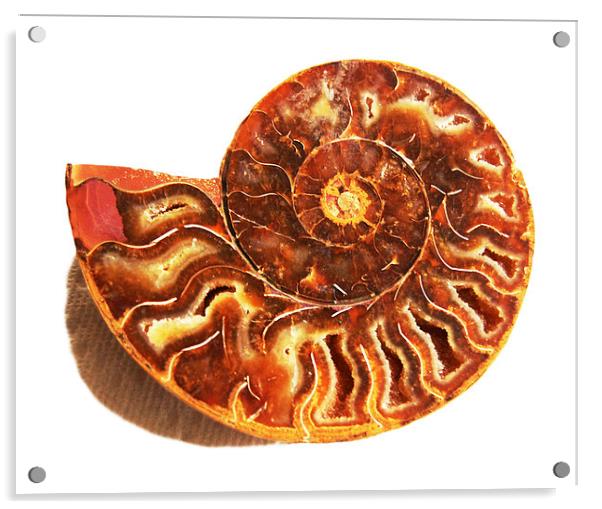 Shell Fossil  Acrylic by james balzano, jr.