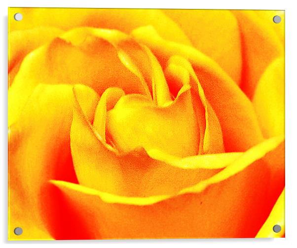 Close Up Rose  Acrylic by james balzano, jr.