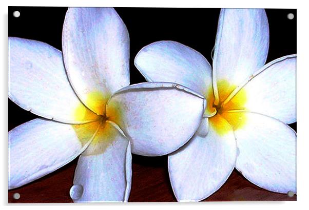  Two Tropical Flowers  Acrylic by james balzano, jr.