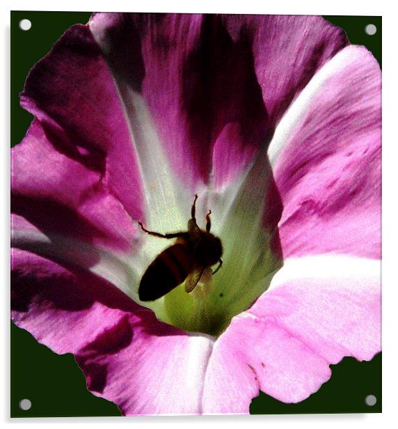  Bee in Flower Acrylic by james balzano, jr.