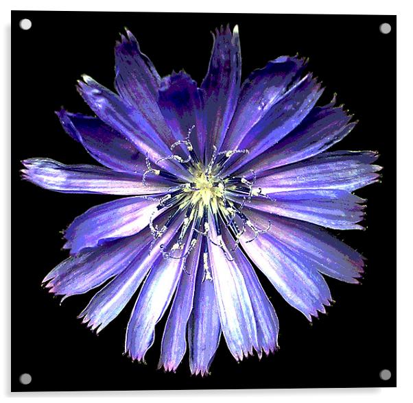 Stunning Blue Flower  Acrylic by james balzano, jr.