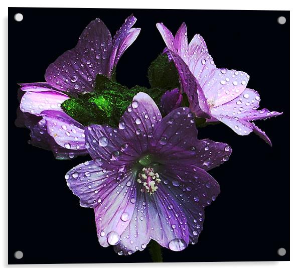  Three Wet Flowers Acrylic by james balzano, jr.